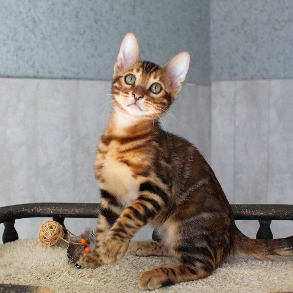 Bengal EZ Elvis
