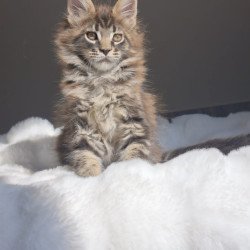 Maine Coon EZ Quest