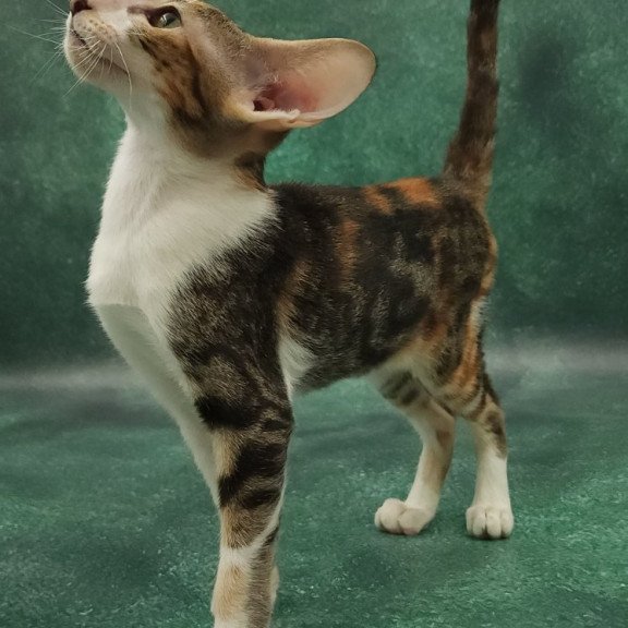 Oriental EZ Ustina