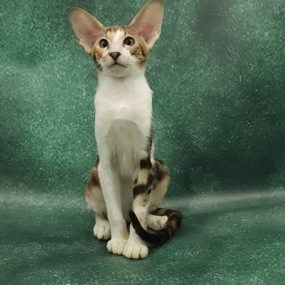 Oriental EZ Ustina