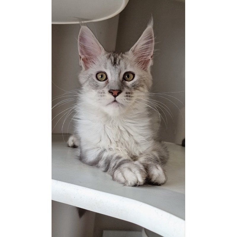 Maine Coon EZ Eveta