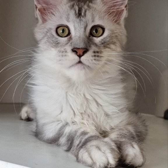 Maine Coon EZ Eveta