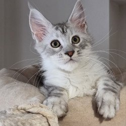 Maine Coon EZ Eveta