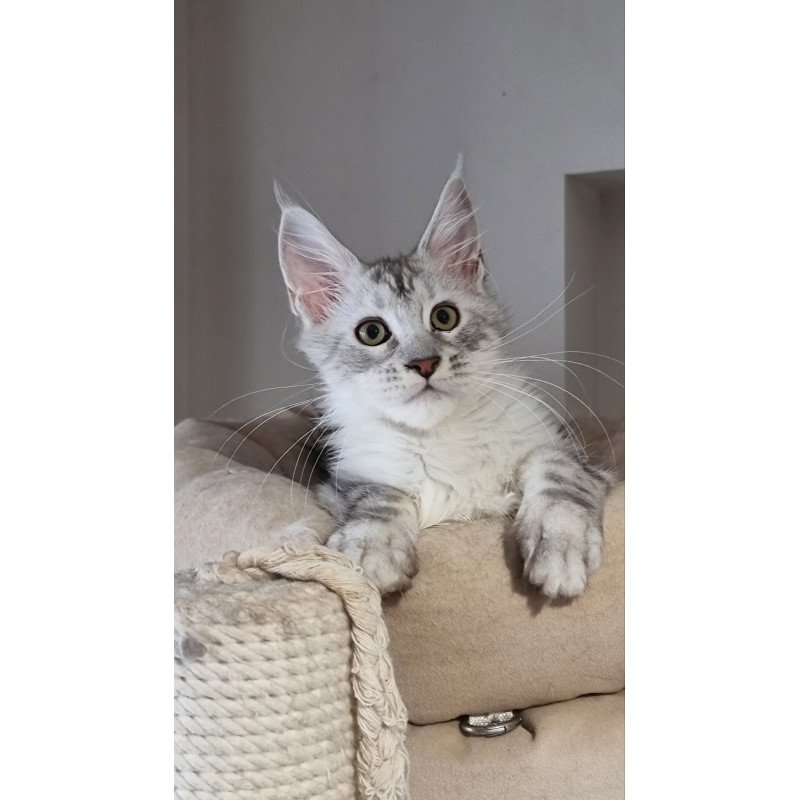 Maine Coon EZ Eveta