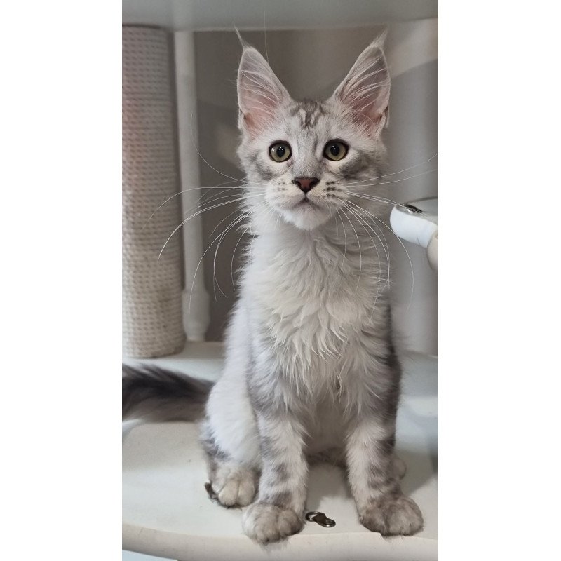 Maine Coon EZ Eveta