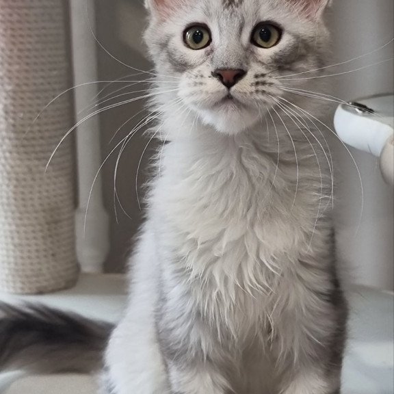 Maine Coon EZ Eveta