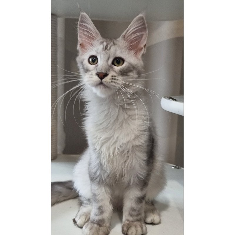 Maine Coon EZ Eveta