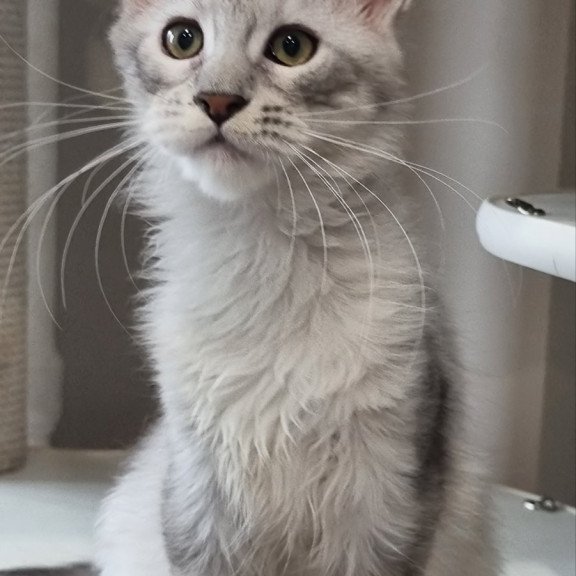 Maine Coon EZ Eveta