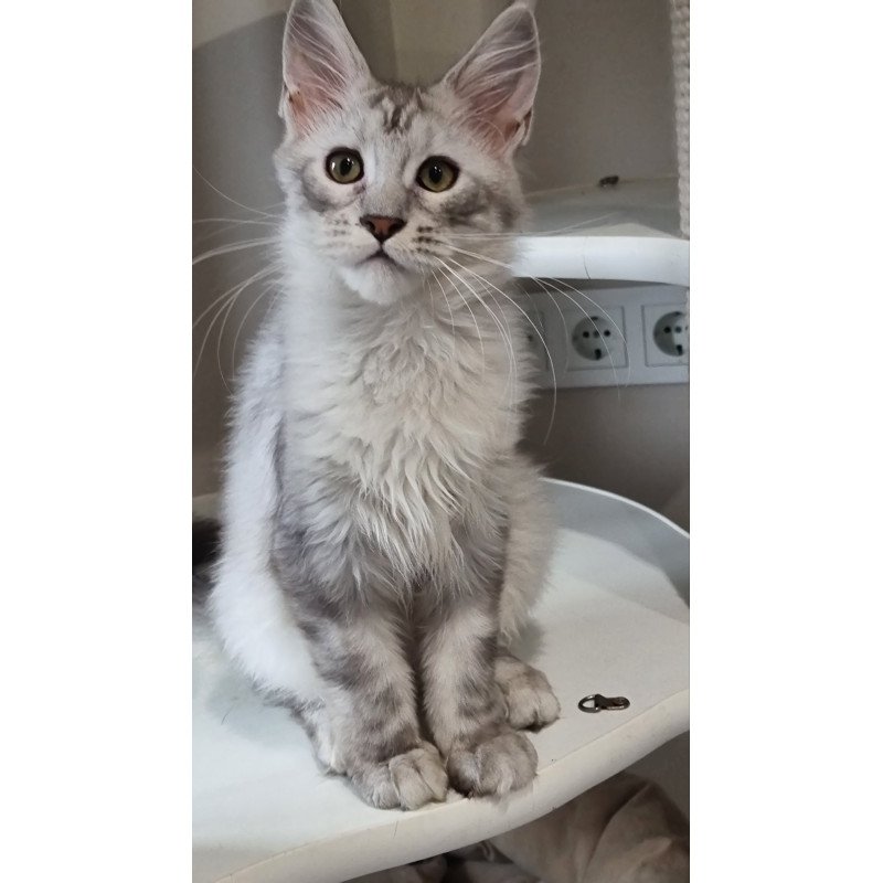 Maine Coon EZ Eveta