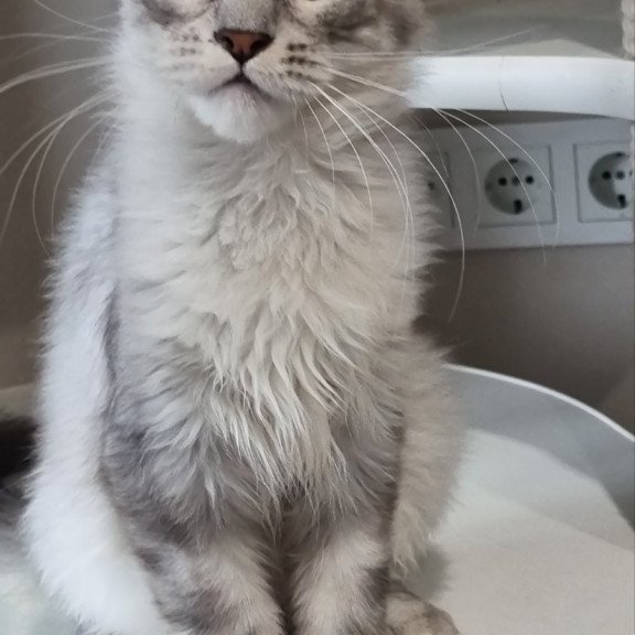Maine Coon EZ Eveta