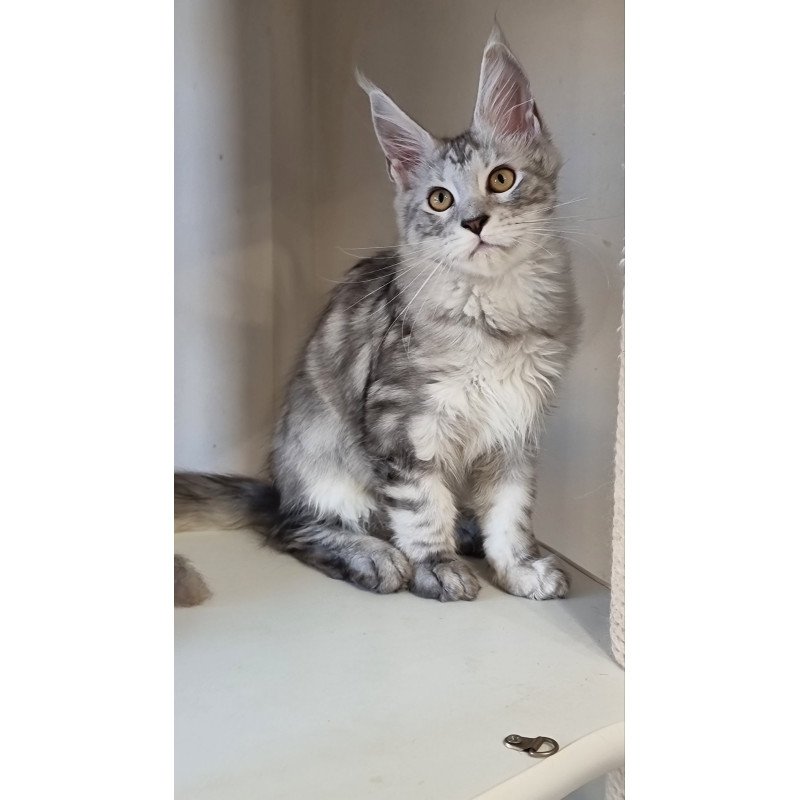 Maine Coon EZ Elisa