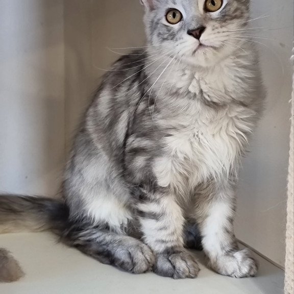 Maine Coon EZ Elisa