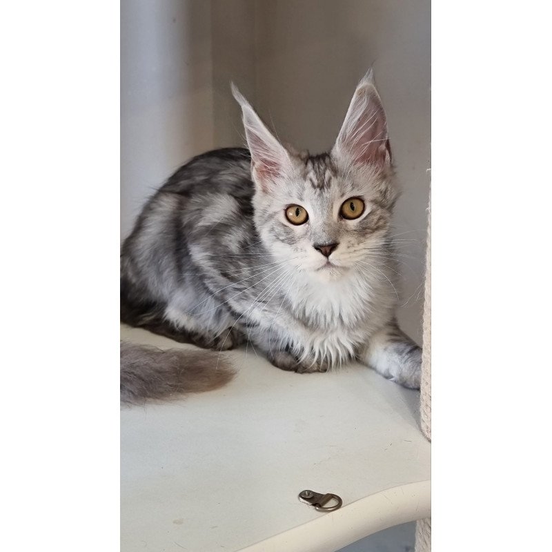 Maine Coon EZ Elisa