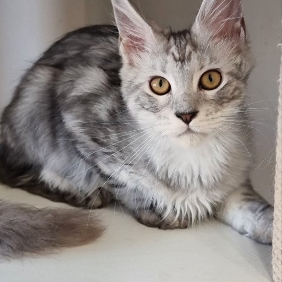 Maine Coon EZ Elisa