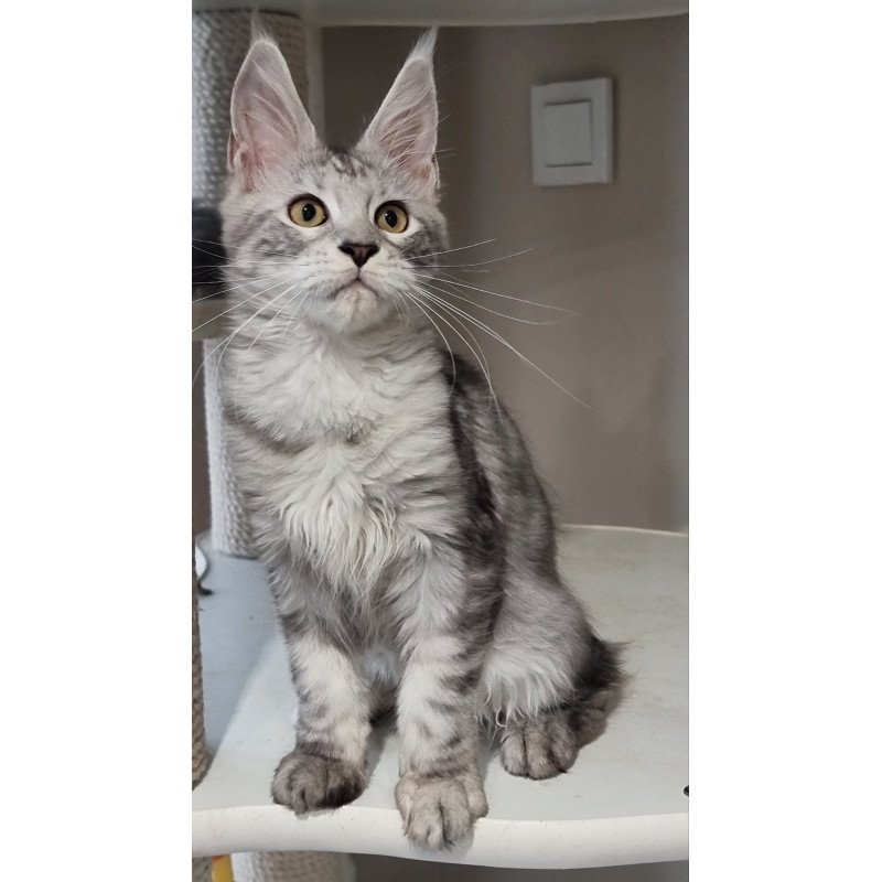 Maine Coon EZ Elisa