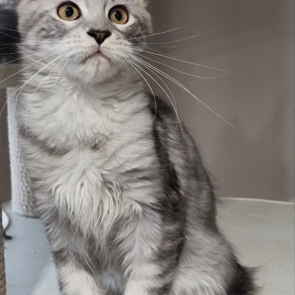 Maine Coon EZ Elisa