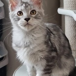 Maine Coon EZ Elisa