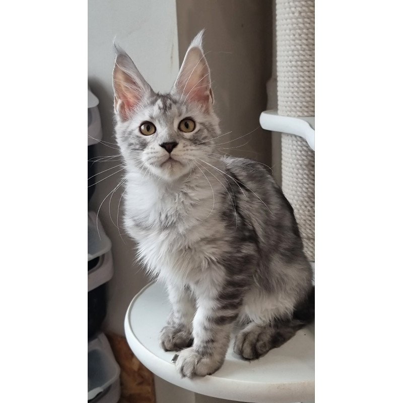 Maine Coon EZ Elisa