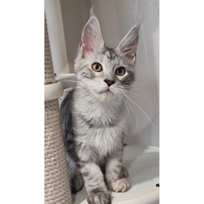 Maine Coon EZ Elisa