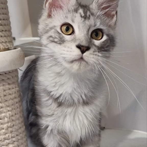 Maine Coon EZ Elisa