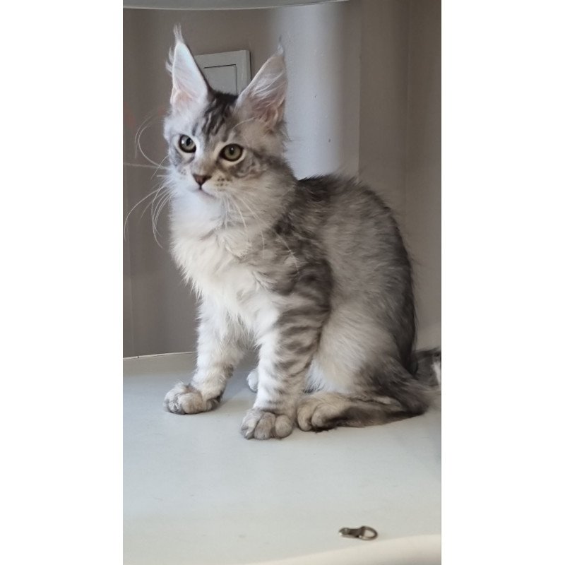Maine Coon EZ Elit