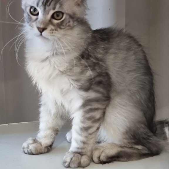 Maine Coon EZ Elit