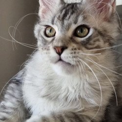 Maine Coon EZ Elit