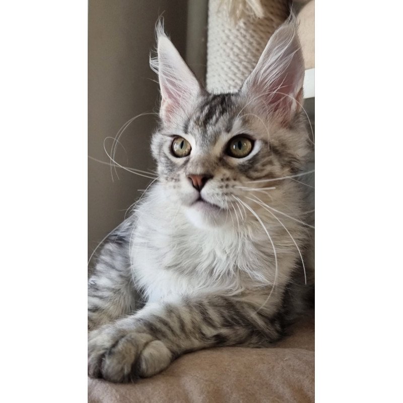 Maine Coon EZ Elit