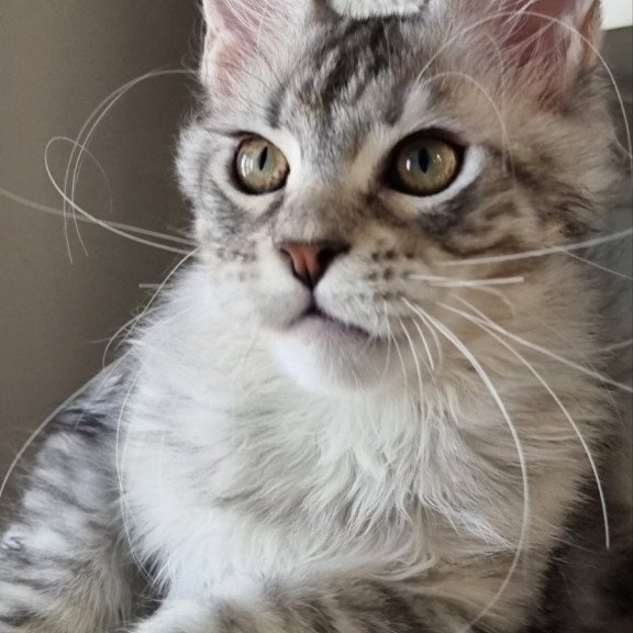 Maine Coon EZ Elit