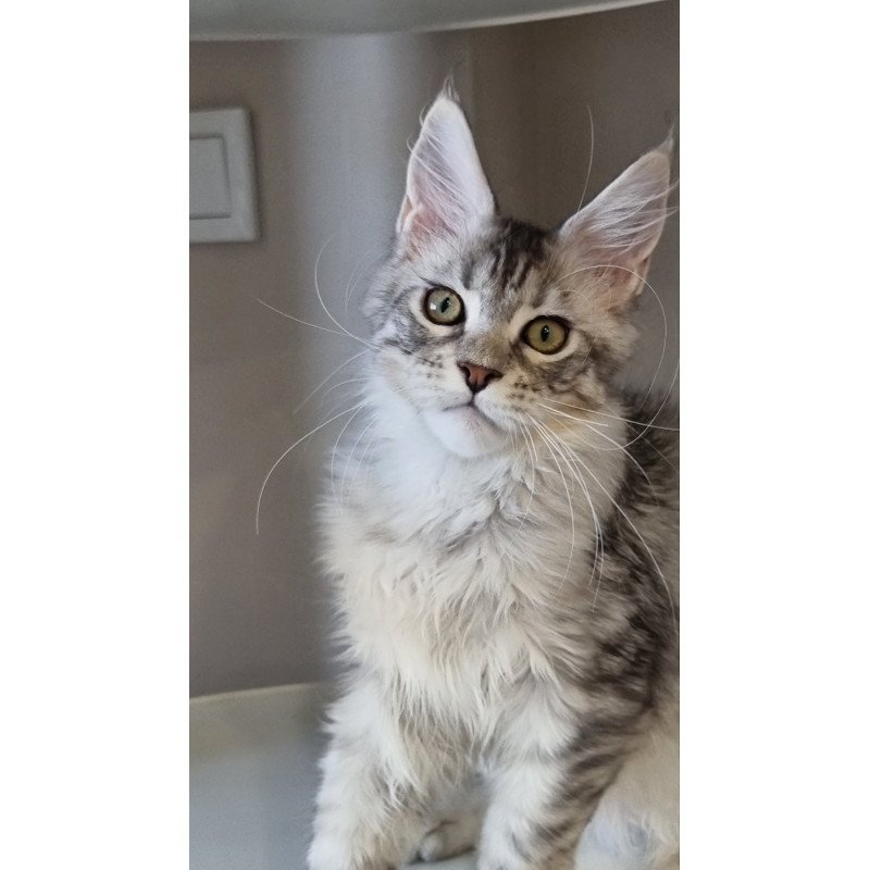 Maine Coon EZ Elit