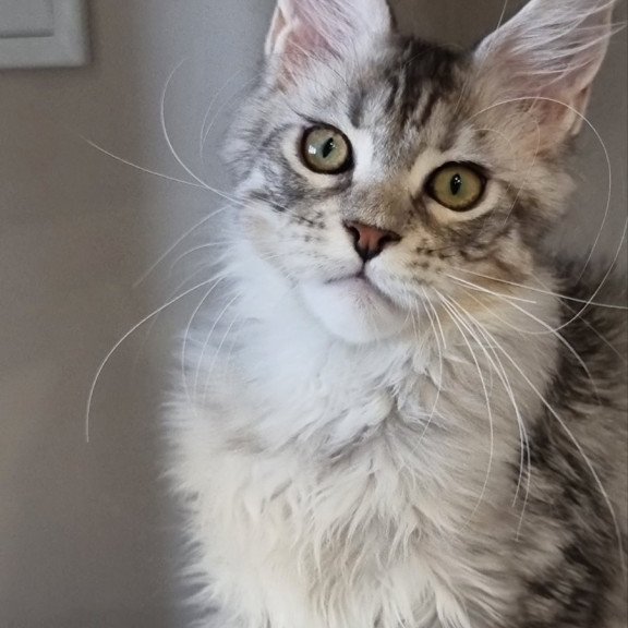 Maine Coon EZ Elit