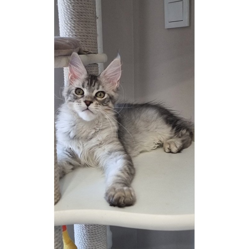Maine Coon EZ Elit