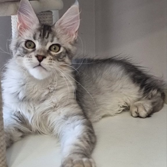 Maine Coon EZ Elit