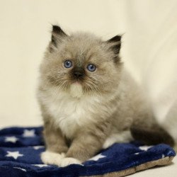 Ragdoll EZ Yager