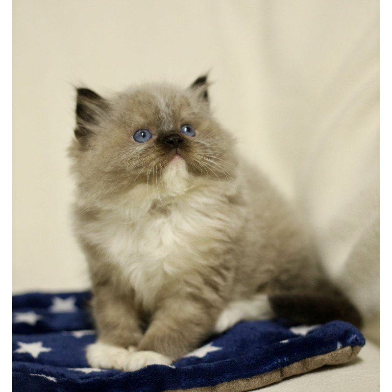 Ragdoll EZ Yager