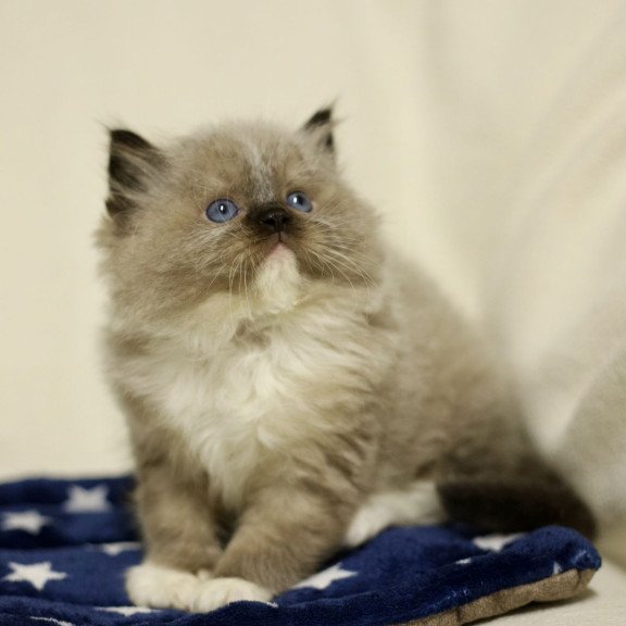 Ragdoll EZ Yager