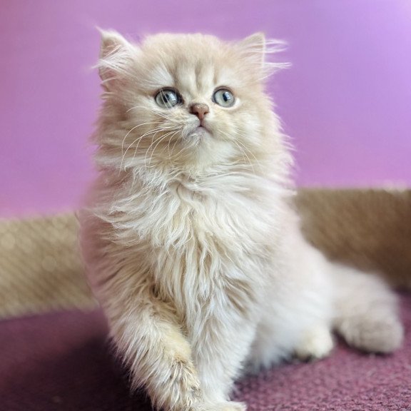 British EZ Shanti