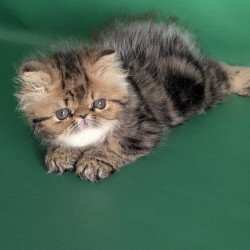 Persian EZ Tiara