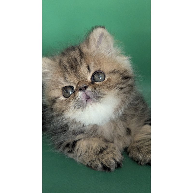 Persian EZ Tiara