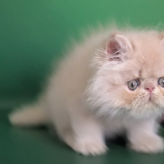 Persian EZ Tom