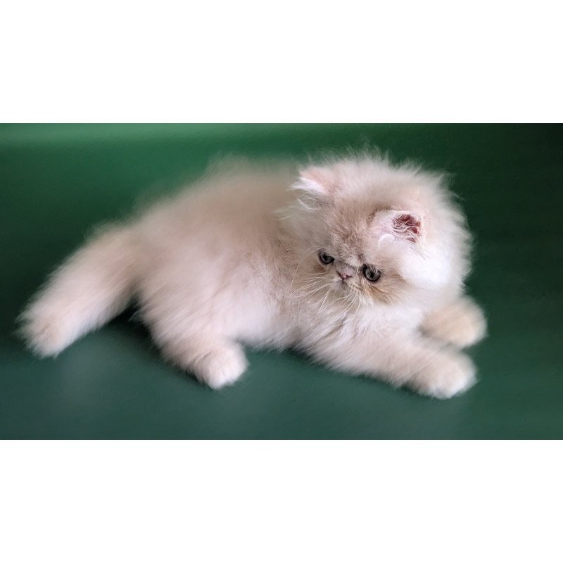 Persian EZ Tom