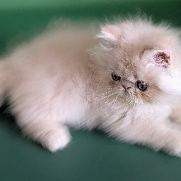 Persian EZ Tom