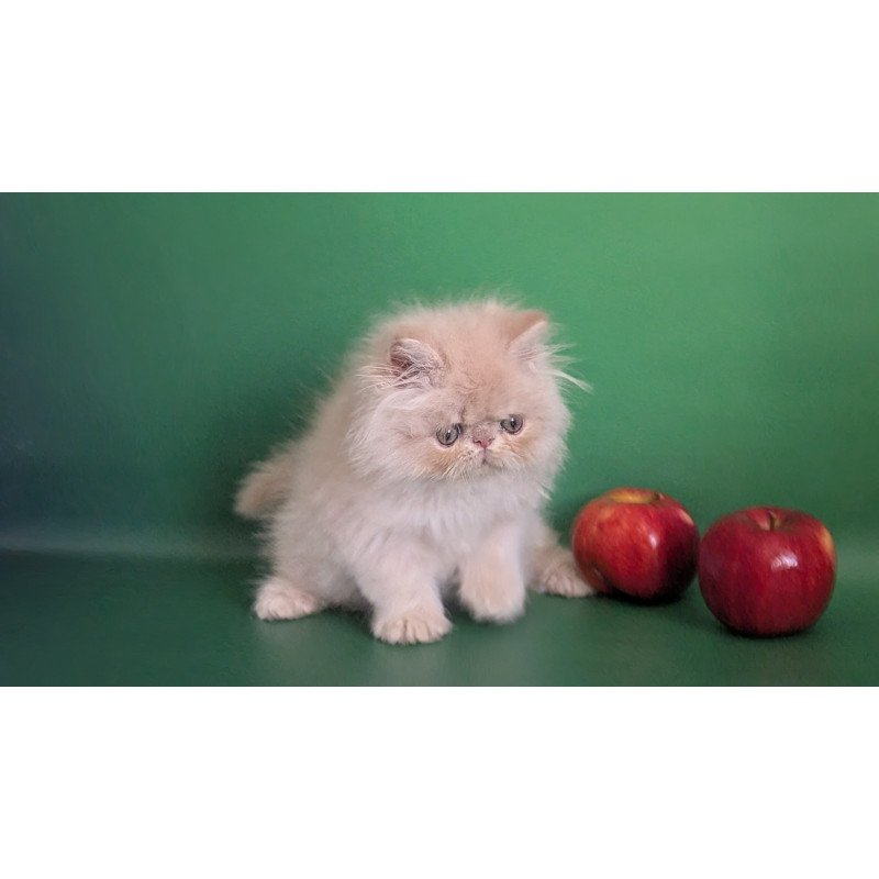 Persian EZ Tom