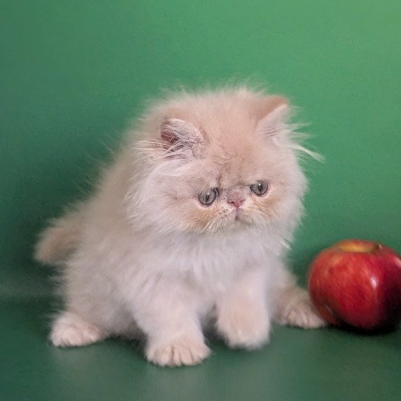 Persian EZ Tom