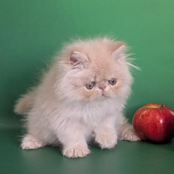 Persian EZ Tom