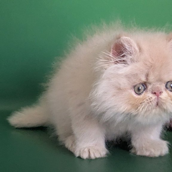Persian EZ Tom