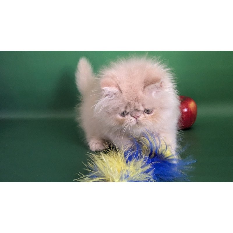 Persian EZ Tom