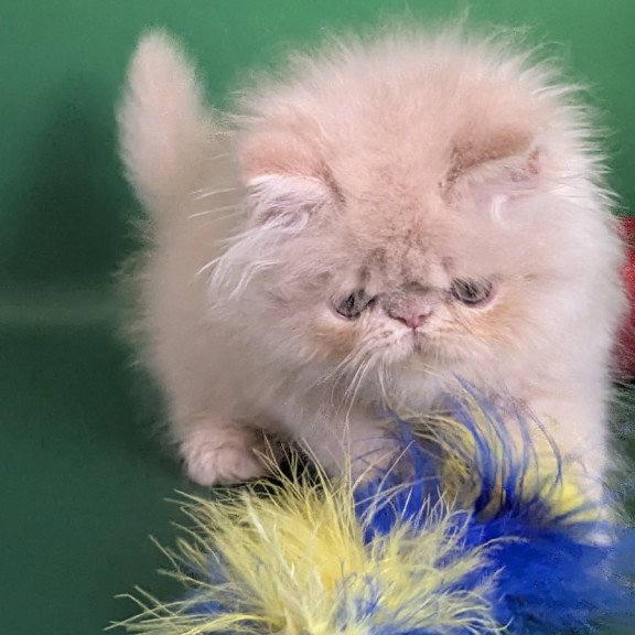 Persian EZ Tom