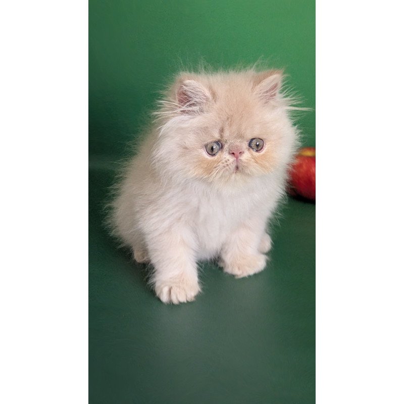 Persian EZ Tom