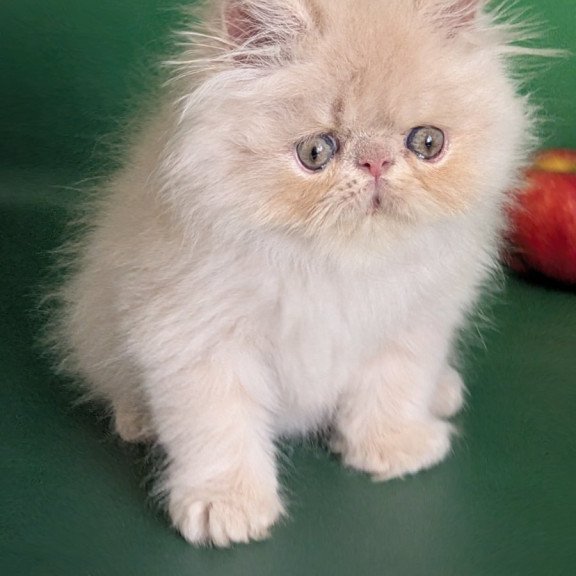 Persian EZ Tom